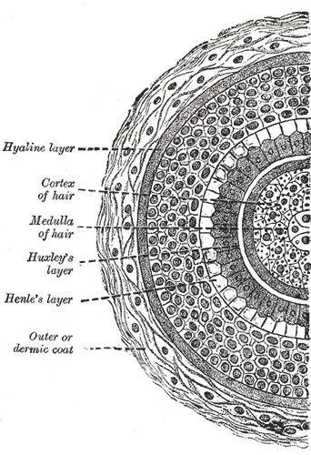 Density Visualisation: How Many Hairs Per Square Centimetre Looks Like What