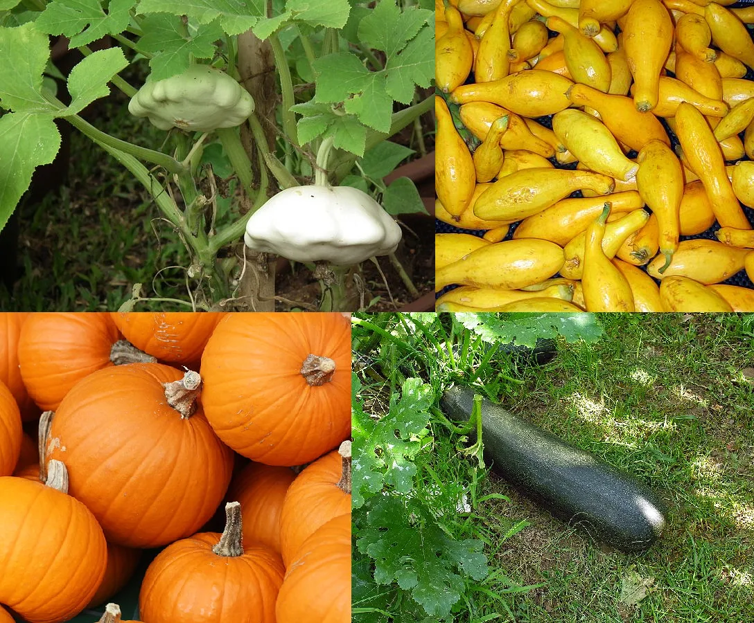 Pumpkin Seed Oil for Hair Loss: A Surprising Trial With Replication Pending