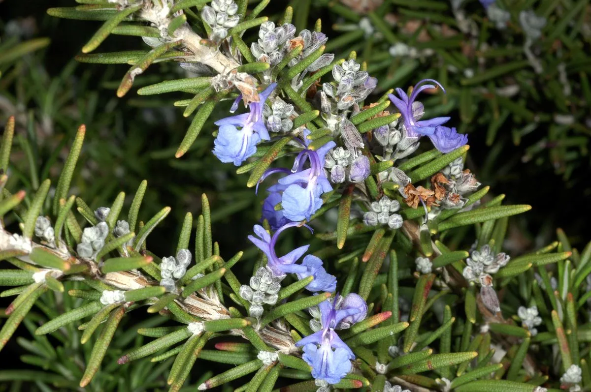 Rosemary Oil vs Minoxidil: The 2024 Trial That Actually Held Up