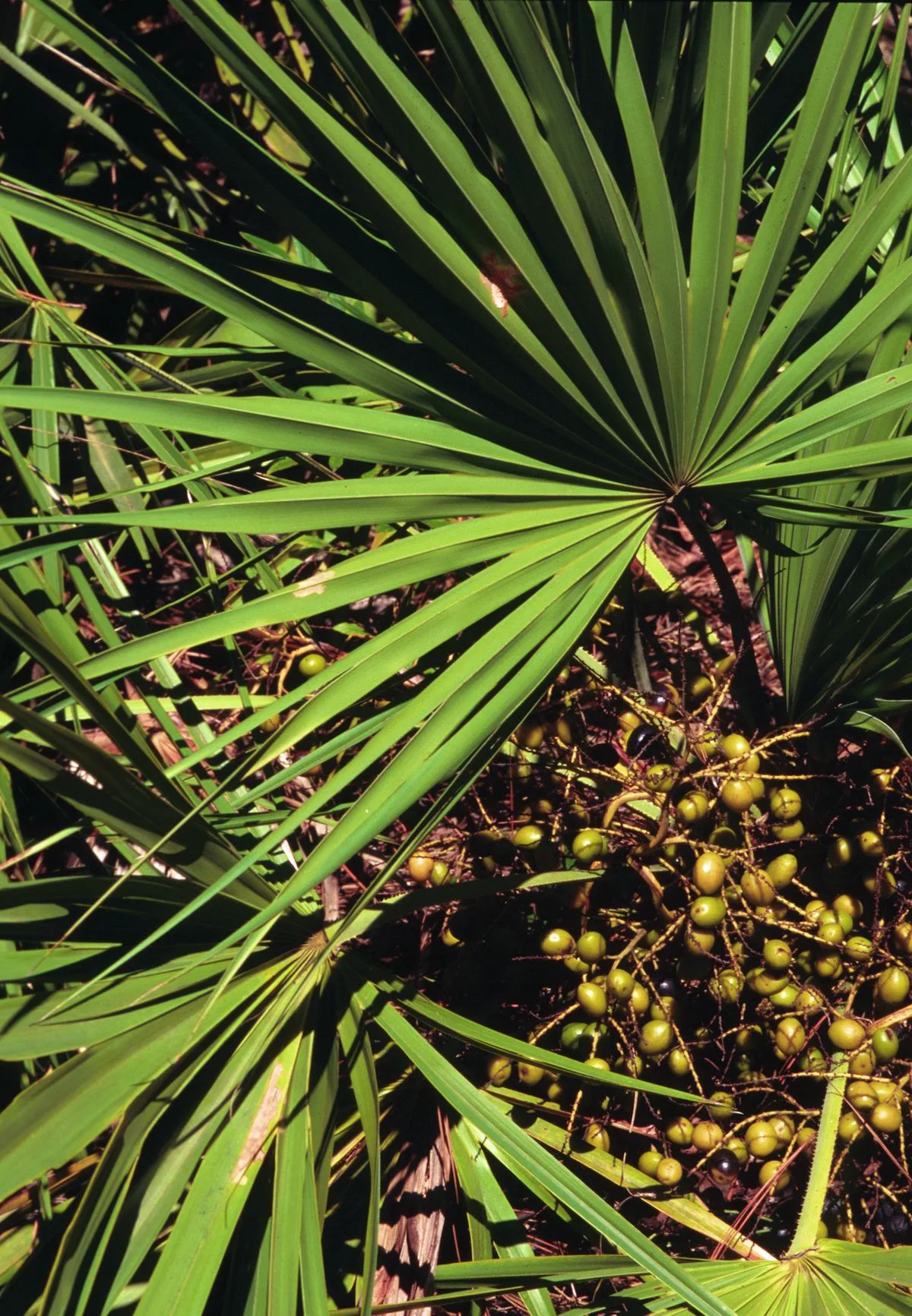 Saw Palmetto for Hair Loss: A Mechanism Without Clinical Evidence