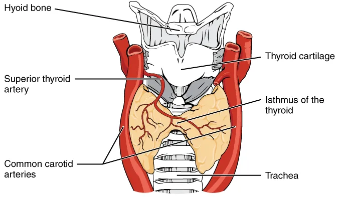 Thyroid Hormone and Hair Loss: Both Hypo and Hyperthyroidism Trigger Shedding