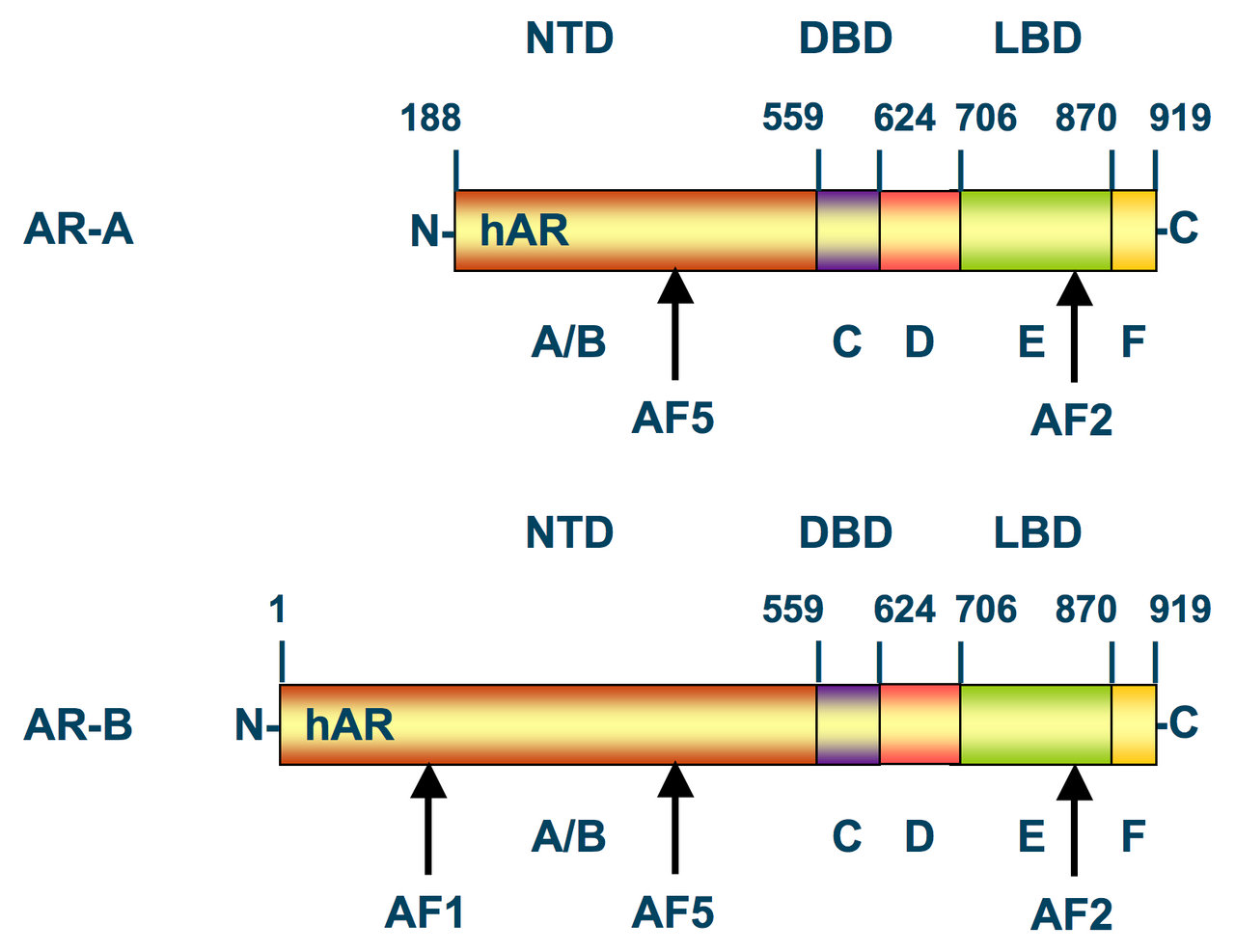 A New Path for Thinning Hair: The Promise and Pitfalls of Topical Clascoterone
