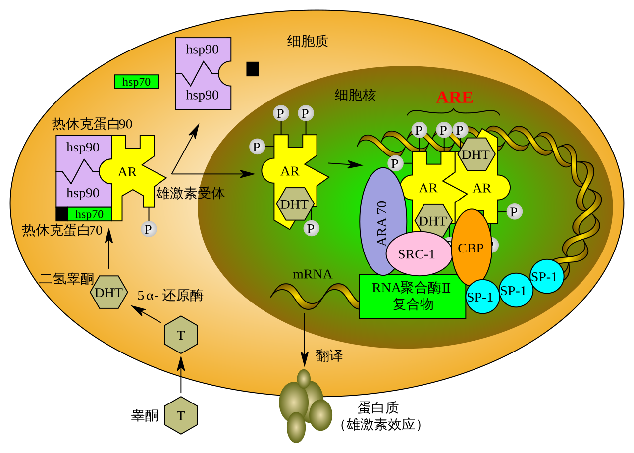 Normal function of the androgen receptor. Testosterone (T) enters the cell and, if 5-alpha-reductase is present, is converted into dihydrotestone (DHT). Upon steroid binding, the androgen receptor (AR) undergoes a conformational change and