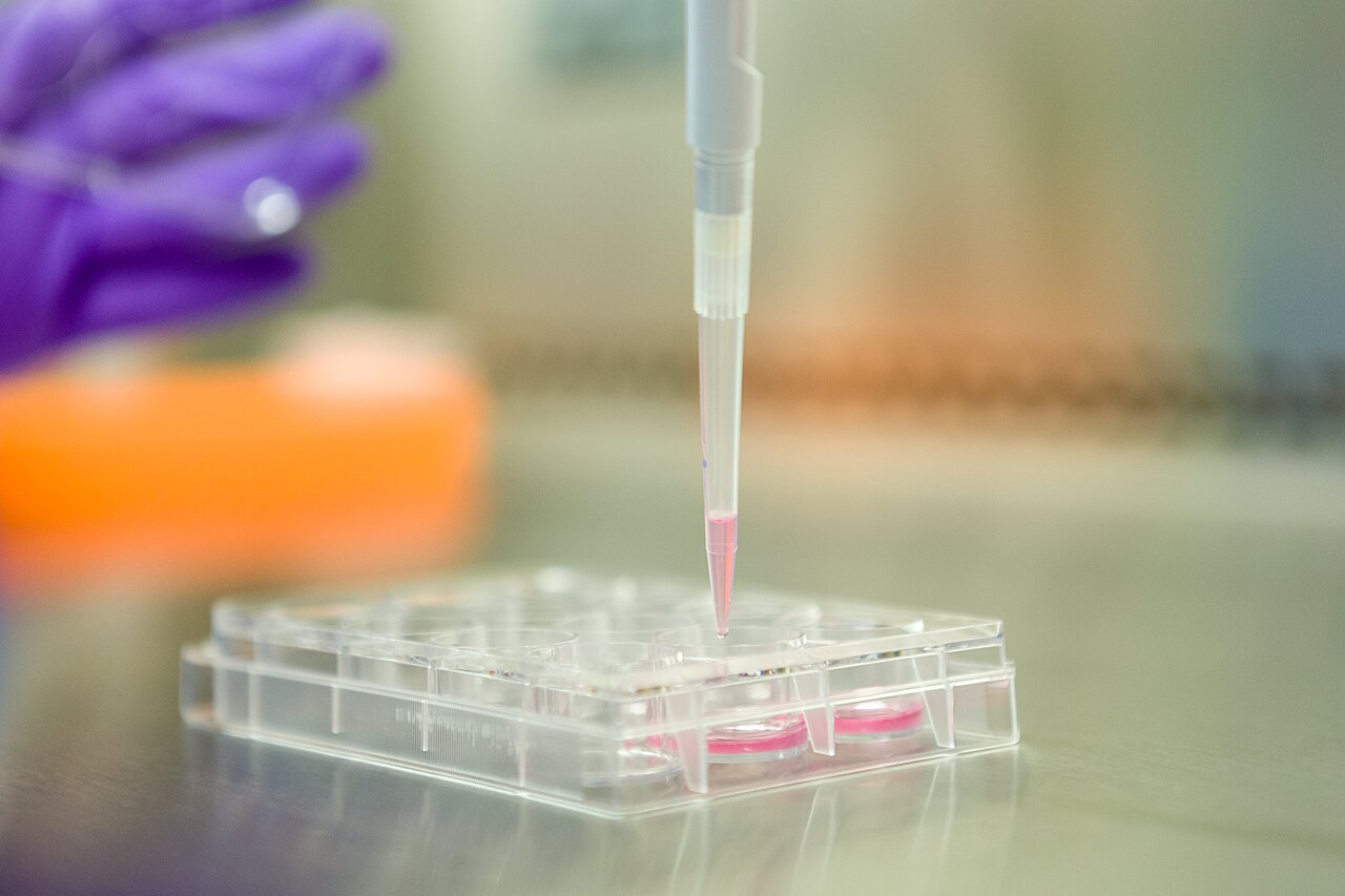A cell culture plate with induced pluripotent stem cells. Credit: Daniel Soñé Photography, LLC