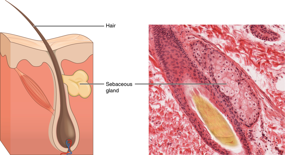 Illustration from Anatomy & Physiology, Connexions Web site. http://cnx.org/content/col11496/1.6/ , Jun 19, 2013.