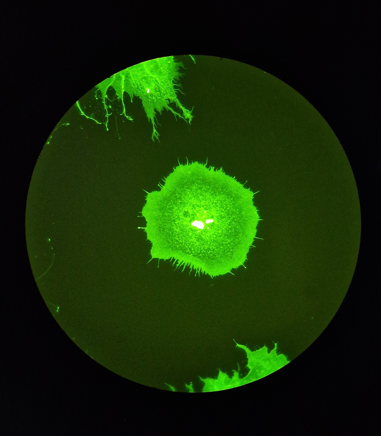 Syncytium of 4 cells (COS-7) colored with phalloidin-fitc (phalloidin conjugated to fluorescein diluted in PBS), a compound which binds to actine proteins within the cytoskeleton, and colours them a bright green when observed using a fluore