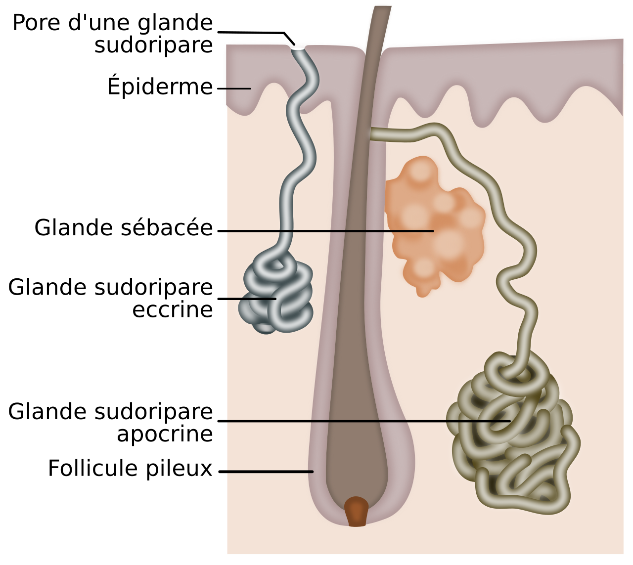 This SVG file represents the three glands in the human skin: the sebaceous gland, the eccrine gland and the apocrine gland. A hair is added to show the actual locations of the two sweat glands.