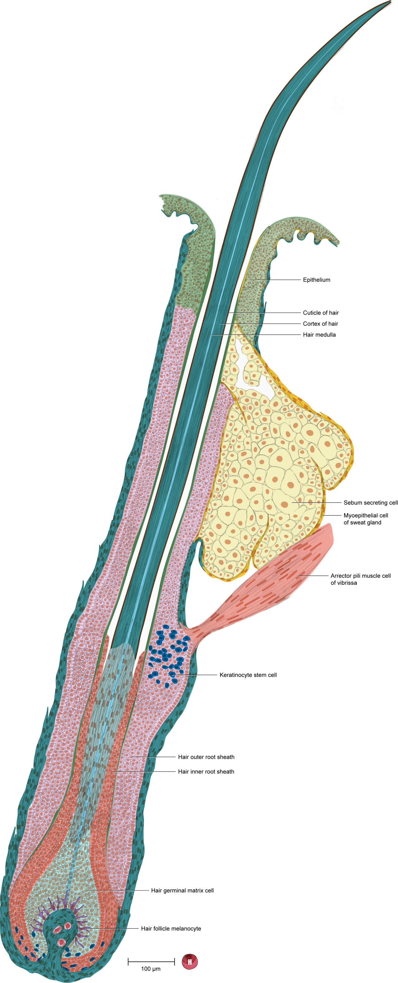 This functional tissue unit (FTU) illustration includes cell types related to the hair follicle in the ASCT+B Table Skin v1.4. Cell types and measurements were referenced from Yang and Cotsarelis 2010, and Stocum 2012. Uberon describes this
