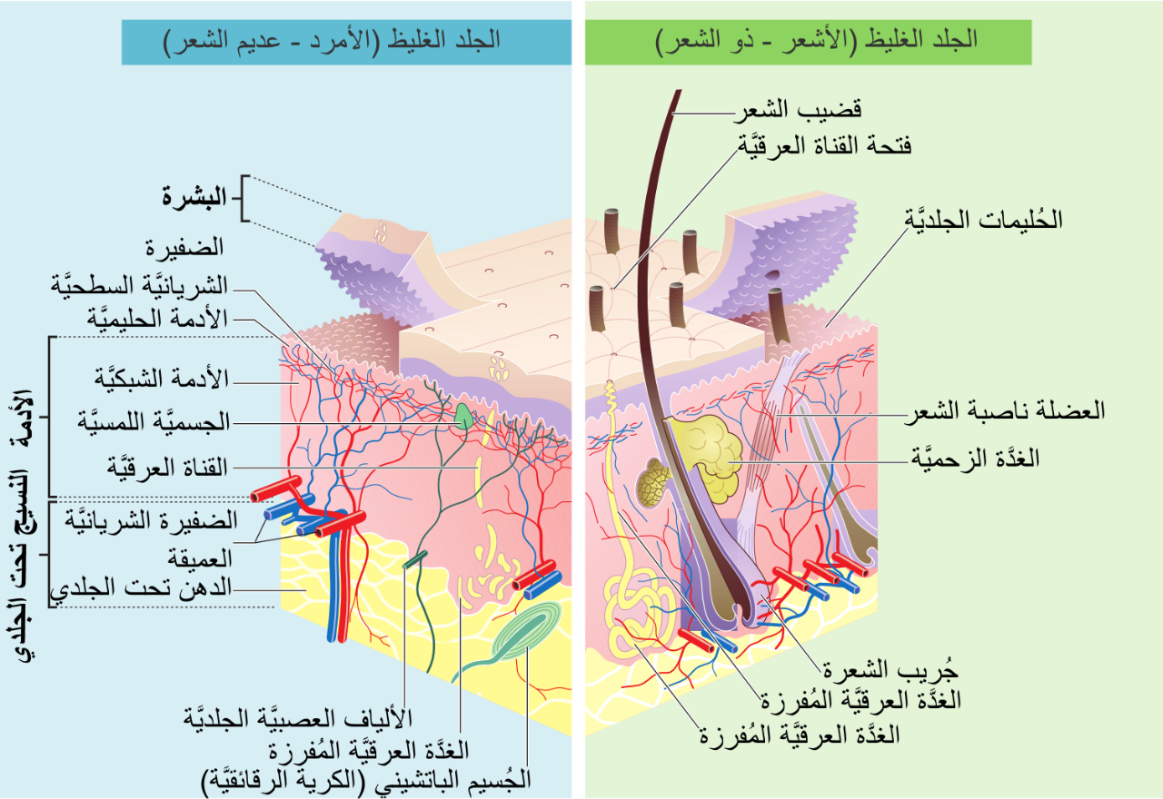 طبقات الجلد.