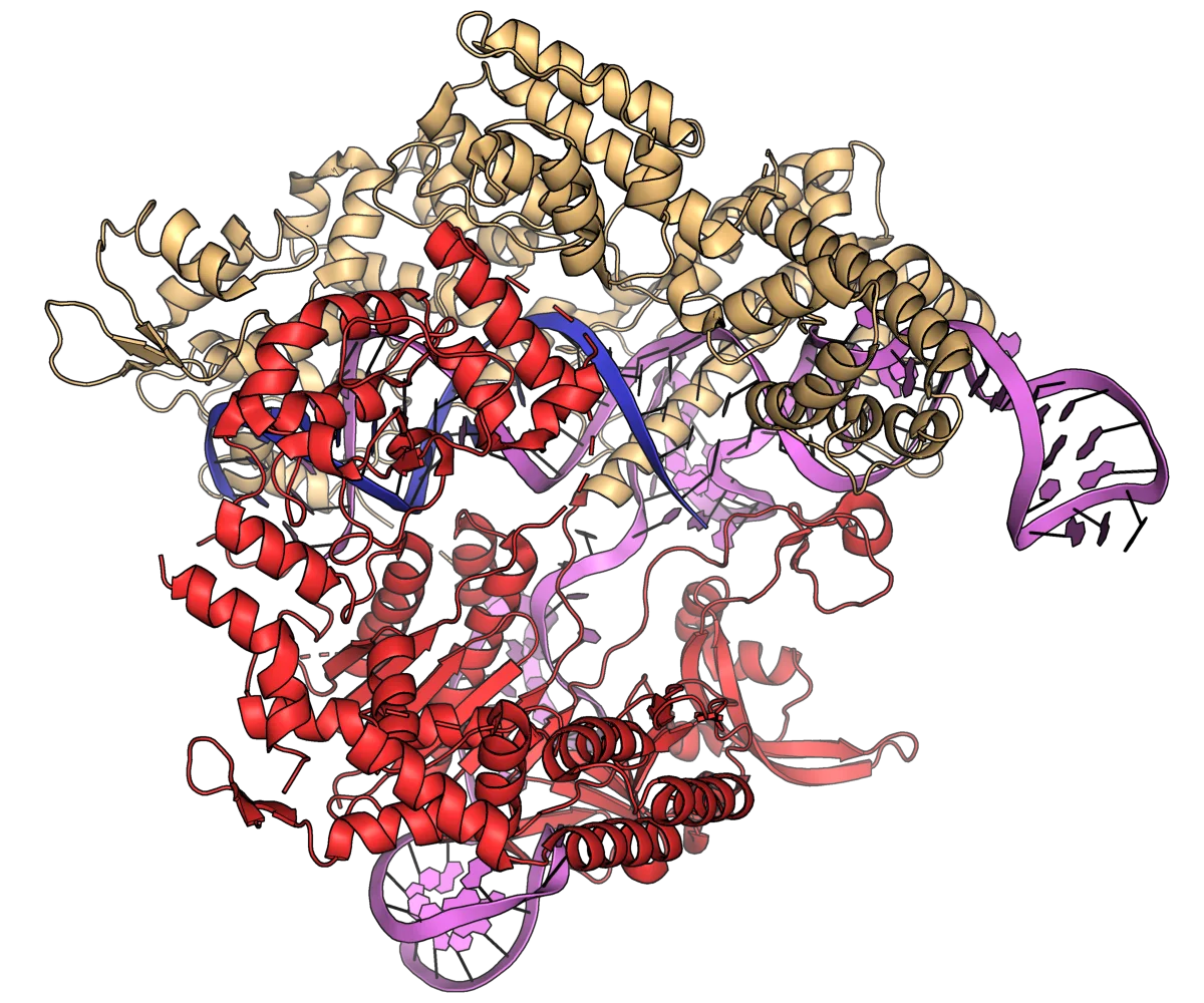 CRISPR for Androgenetic Alopecia: The First Human Safety Data Has Arrived