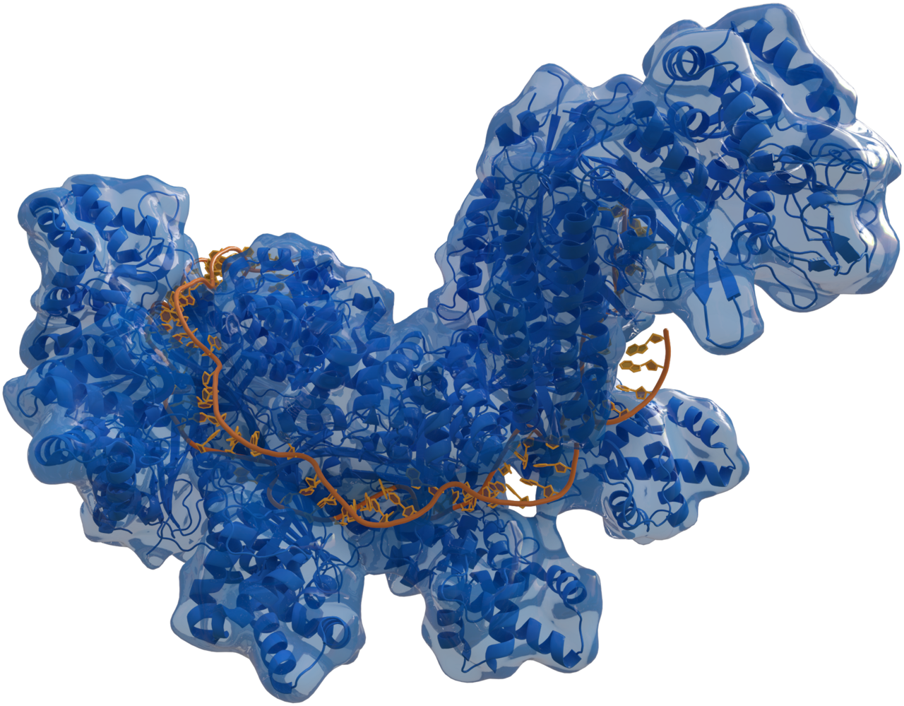 CRISPR gene editing targeting androgenetic alopecia — where are we in 2026?