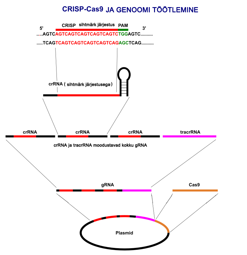 Ülevaade CRISPR klastrist genoomis