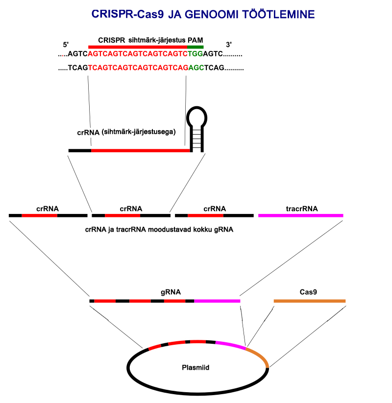 CRISPR system
