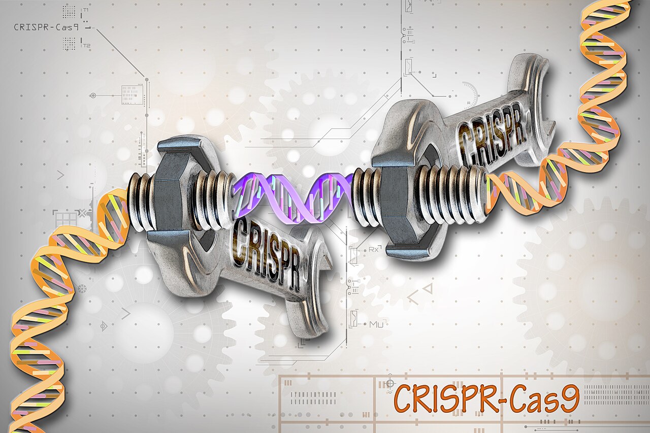 CRISPR gene editing targeting androgenetic alopecia — where are we in 2026?