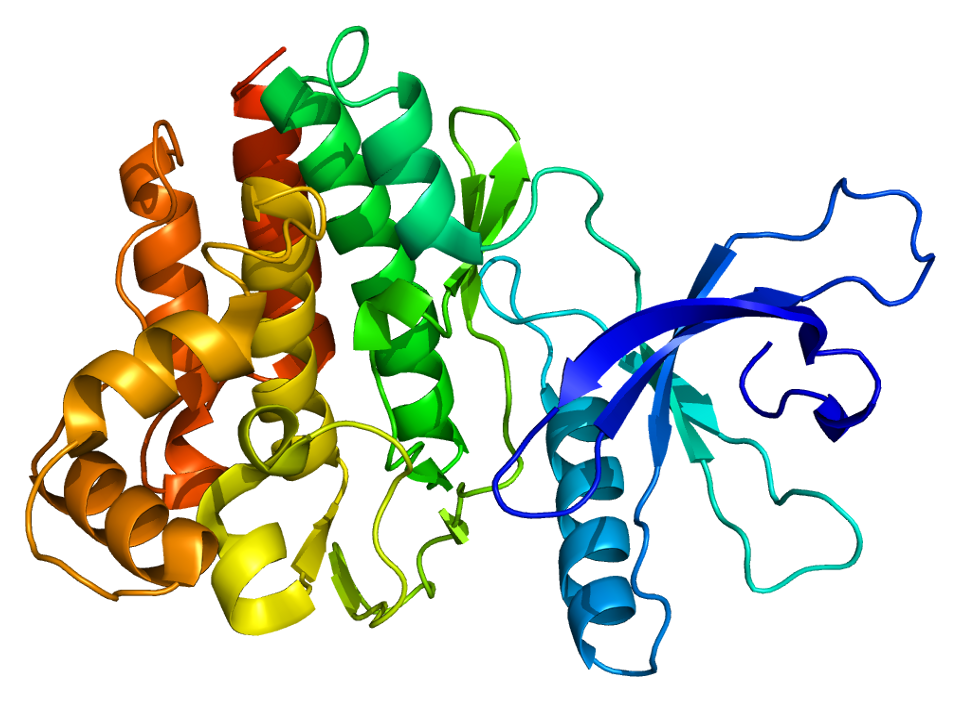 Structure of the JAK3 protein. Based on PyMOL rendering of PDB 1yvj .