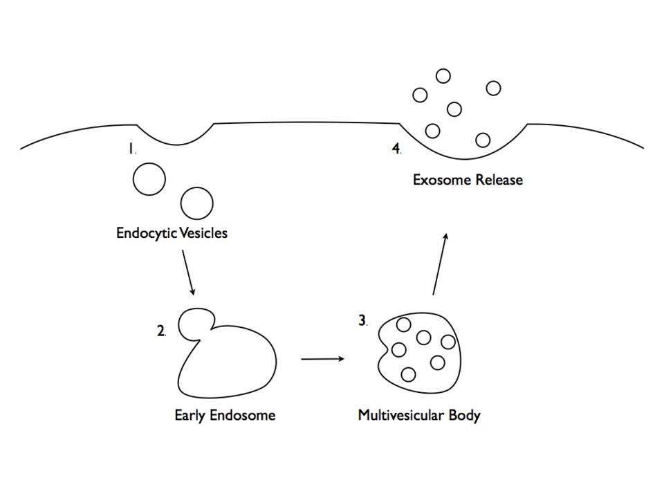 Process of exosome formation
