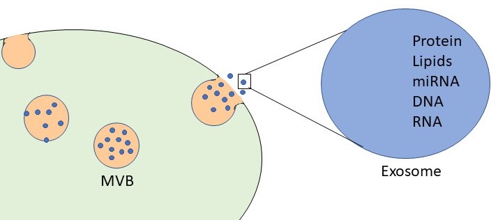 exosomes are 30-150 nm extracellular vesicle containing various cargoes like RNA and proteins