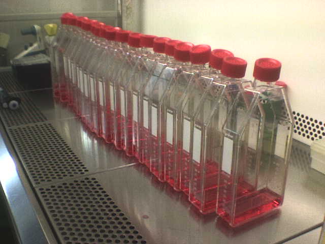 (the red liquid is not blood but the cell culture medium)