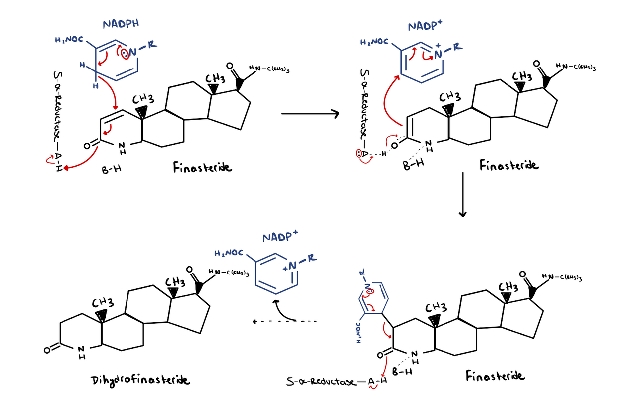 This is the mechanism of inhibition for Finasteride on 5α-Reductase. Finasteride works to inhibit 5α-Reductase through competitive inhibition, which is why the mechanism shows the NADP+ getting attacked by the enolate formed rather than ins