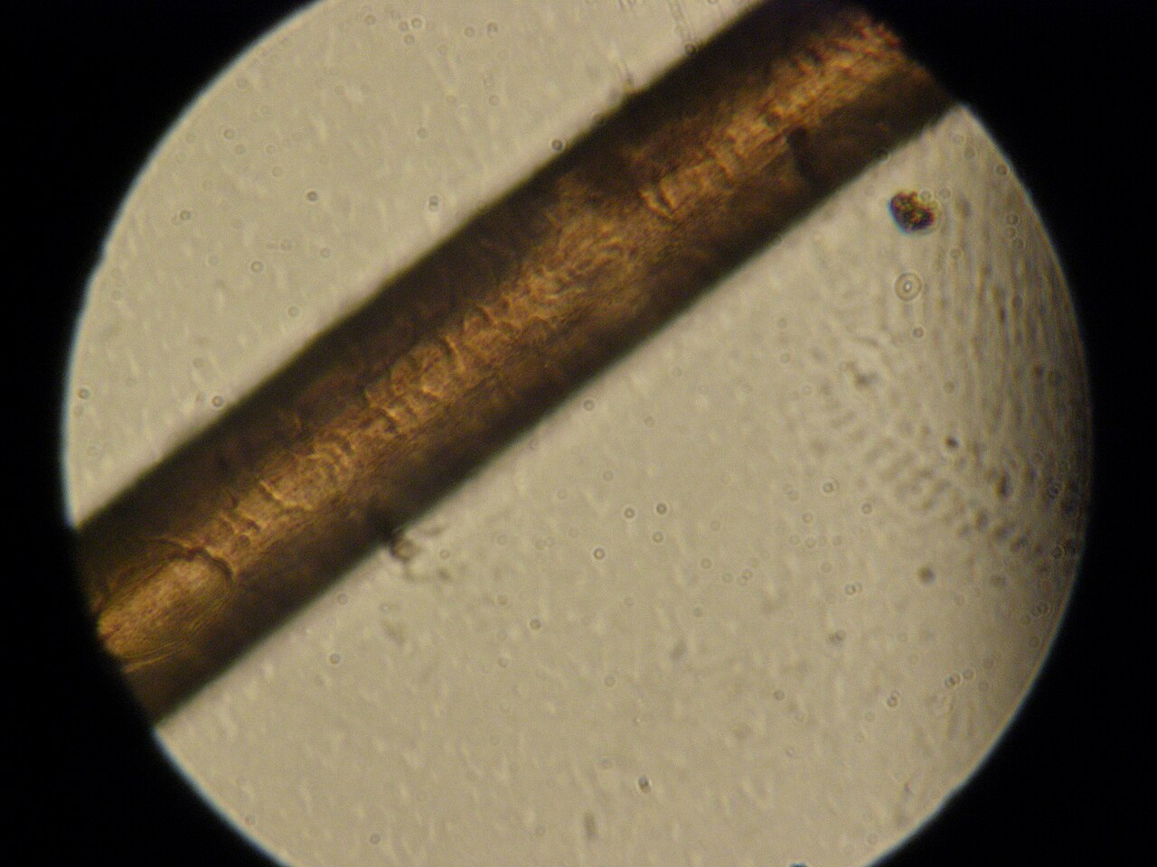 A human black hair surface in light microscope. Parts of the surface layer can be seen, on the lefter part is a hole/defect.