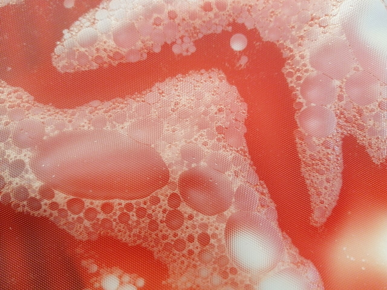 Image from laboratory: stem cells
