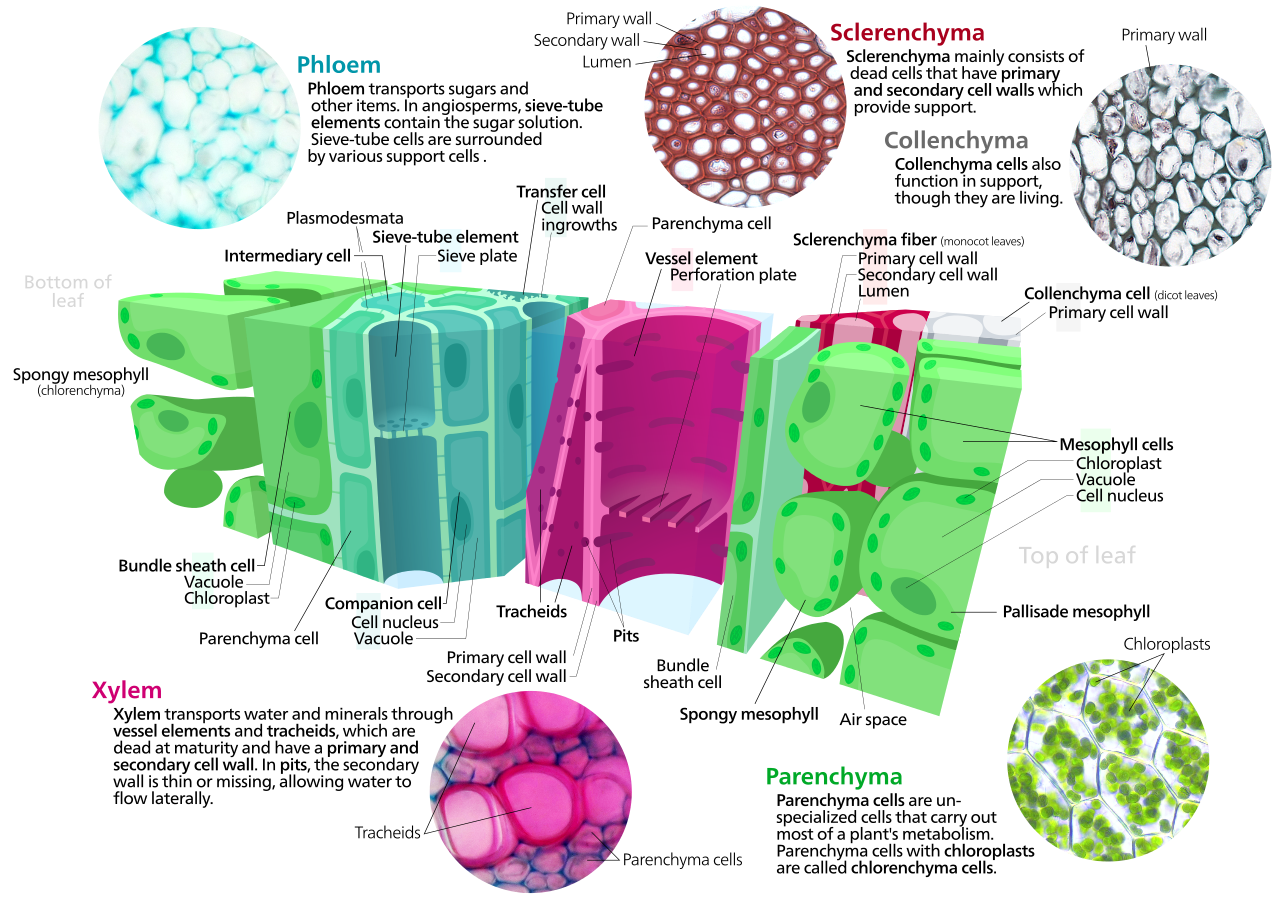 A cross section of a leaf showing the phloem , xylem , <a href="https://en.wikipedia.org/wiki/ground_tissue" class="exti