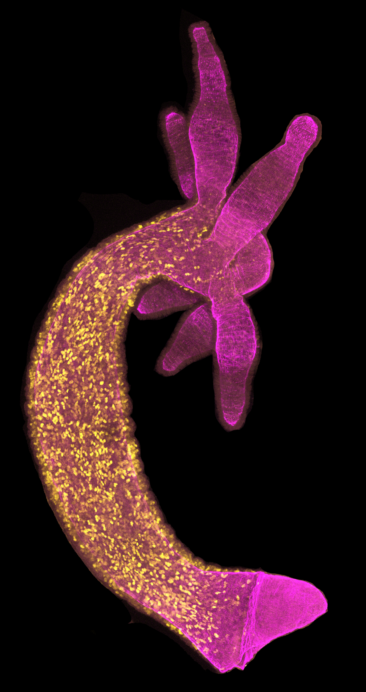 Micro-computed tomography and follicular depth analysis during active anagen growth phase.