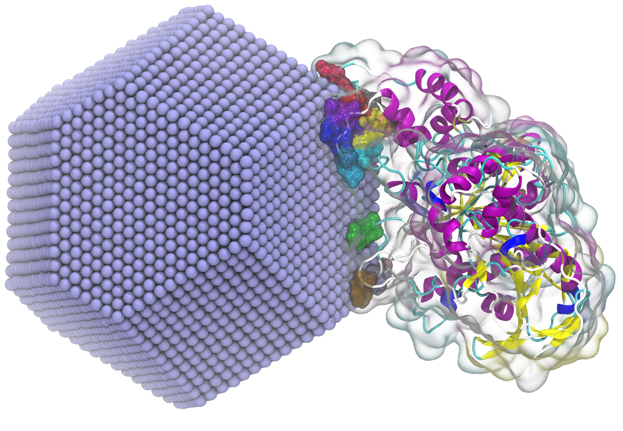 Interaction of acetylcholinesterase with silver nanoparticle