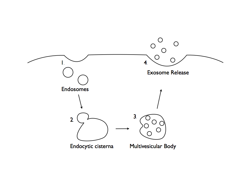 The process of the formation of exosomes