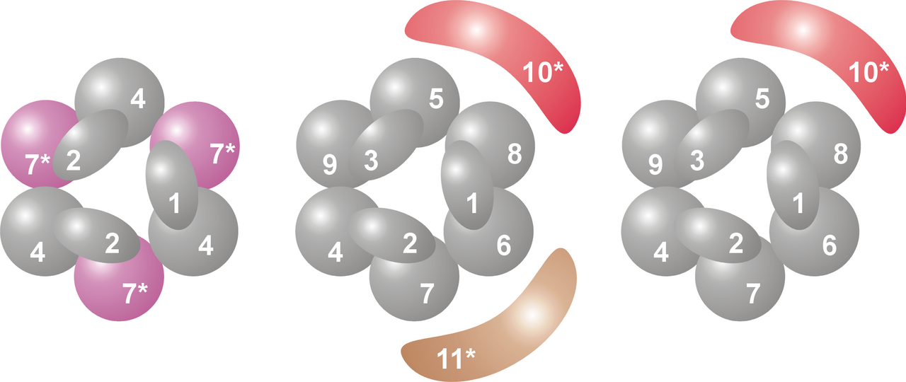 Archaeal (left), yeast (middle) and human (right) exosome complexes, with the catalytically active subunites marked in color and with a star.