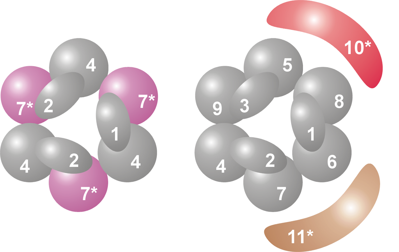 Archaeal (left), and eukaryotic (right) exosome complexes, with the catalytically active subunites marked in color and with a star.