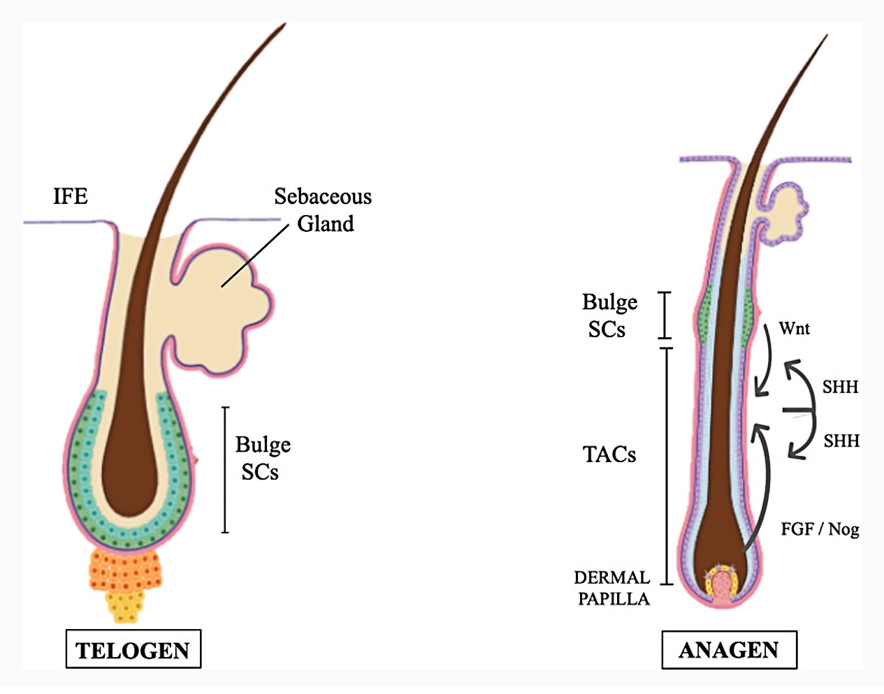 FIGURE 1. Cartoons of two distinct hair cycle stages (telogen and anagen) showing SCs (greenish cells) and their relative positions. TACs are absent in telogen and are formed at mid-anagen. Feedback circuitry between TACs and SCs play a sig