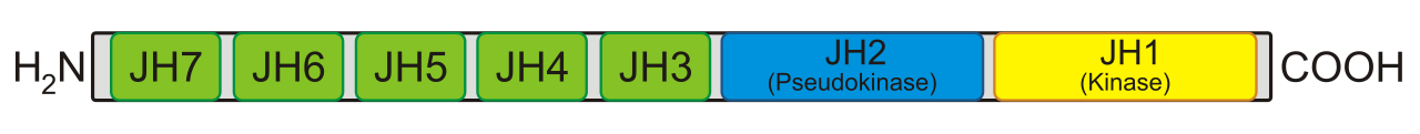 Domain structure of a Janus kinase (German)