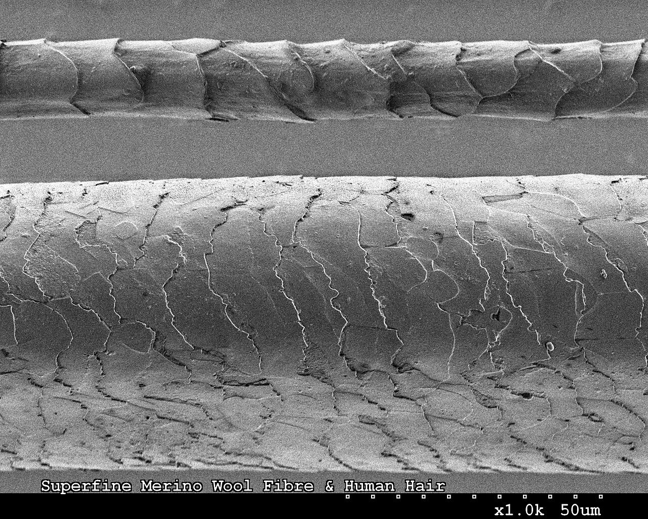 A scanning electron microscope image showing the difference in size and texture between a superfine Merino wool fibre (top) and a human hair