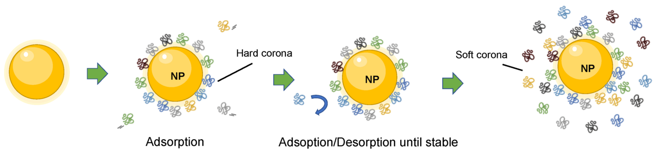 Scheme representation of the dynamic formation of nanoparticle–protein corona complex. Proteins in the inner layer have high affinity for the nanoparticle surface and form the hard corona. The proteins in the outer layer form the soft coron