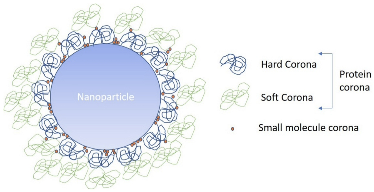 Schematic representation of the NP biomolecule corona, indicating the small molecules, which can squeeze in between the larger proteins forming the hard or tightly bound corona, and the loosely bound soft corona, typically held via protein–