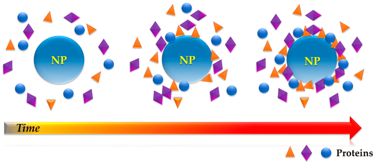 Protein adsorption onto a nanoparticle over time leading to the formation of a protein corona.