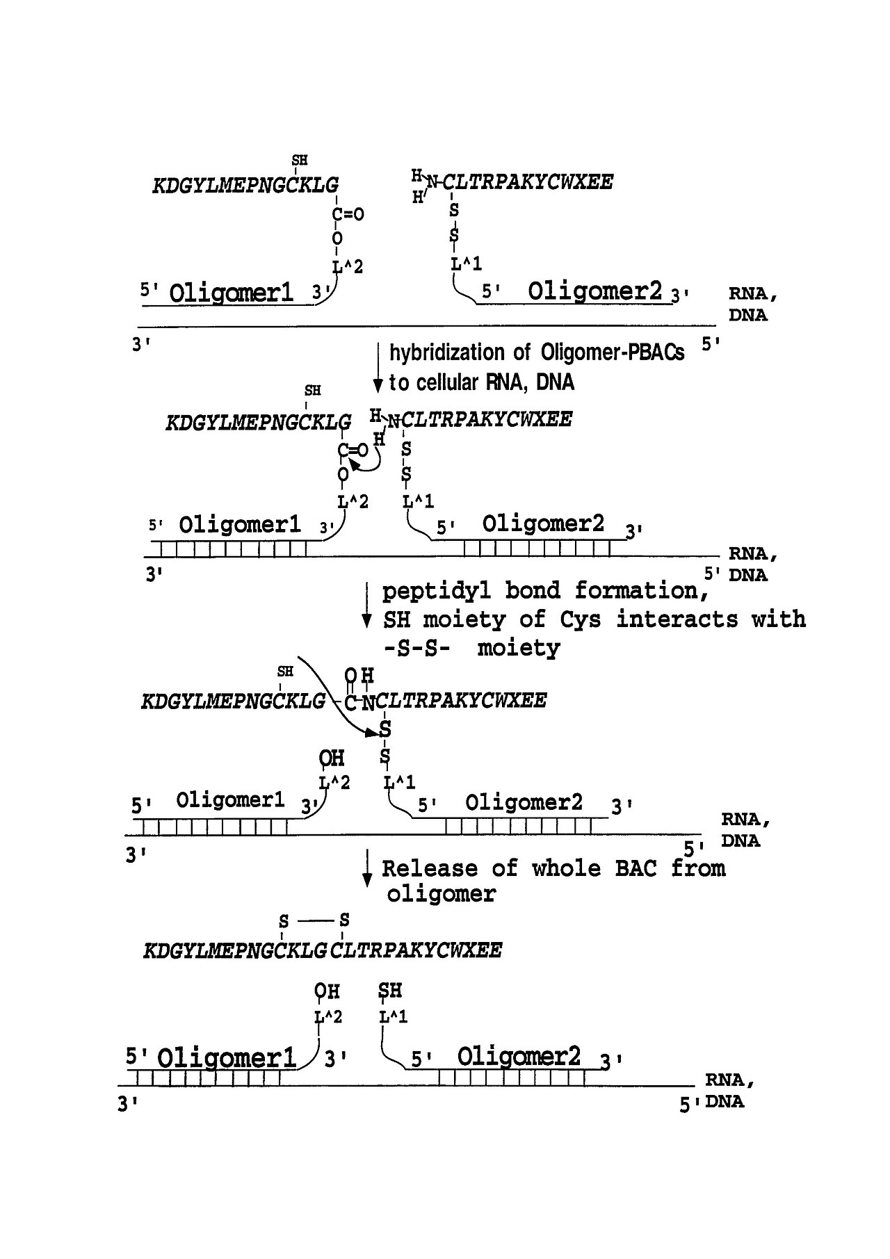 Scheme of peptide synthesis within cells using nucleic acid template chemistry. The hybridization of conjugated oligonumers (olinucleotides) in cellular RNA lead to chemical reaction between unprotected peptides. Chemically active groups of