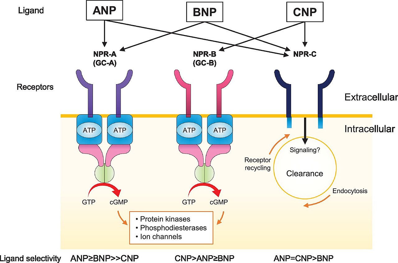This image depicts the three main natriuretic peptides (ANP, BNP, and CNP) along with each peptides corresponding receptor based on its selectivity. The image also depicts the signaling molecules and the ligand specificity of the receptors.