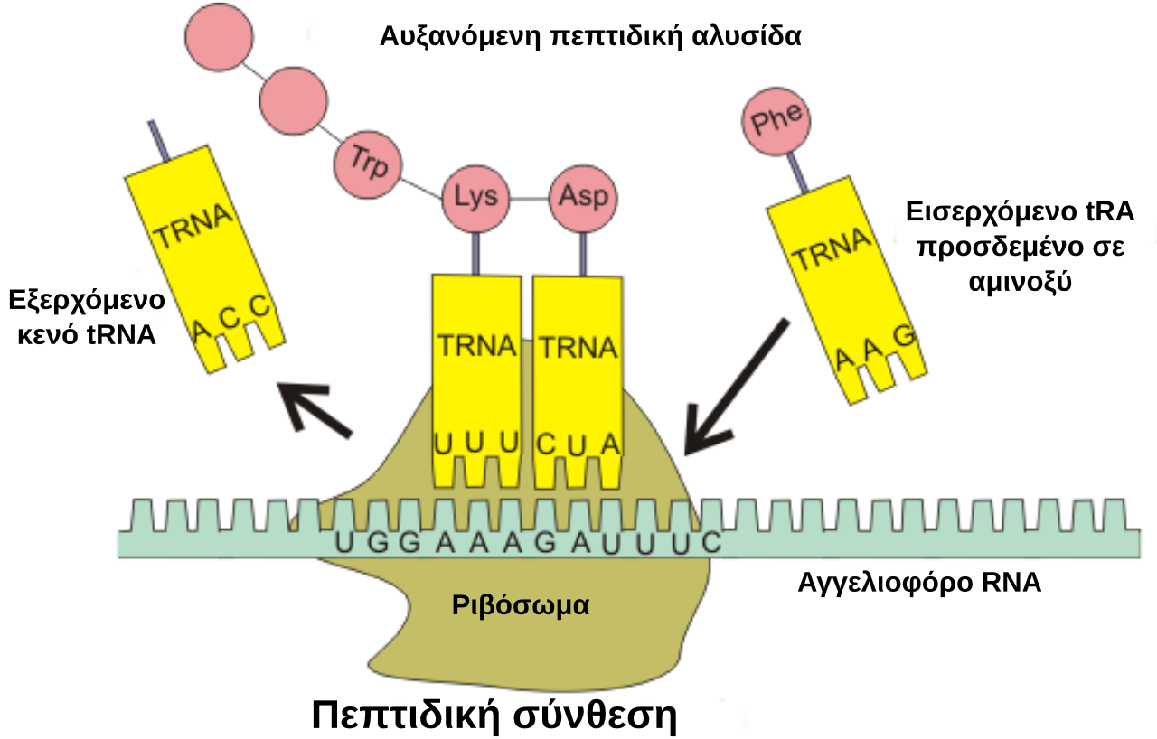 Illustration of Translation: A ribosome, a and lots of (each bound to an amino acid), interact to build a peptide (or a protein) molecule.) Note: Transcription is not depicted here.