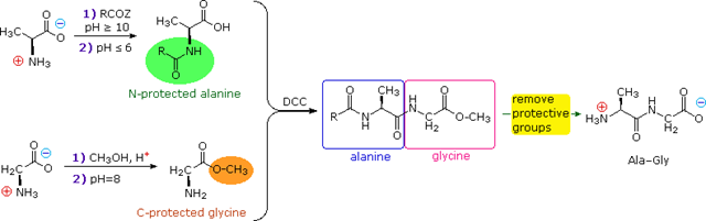 Selective synthesis of the dipeptide Ala-Gly