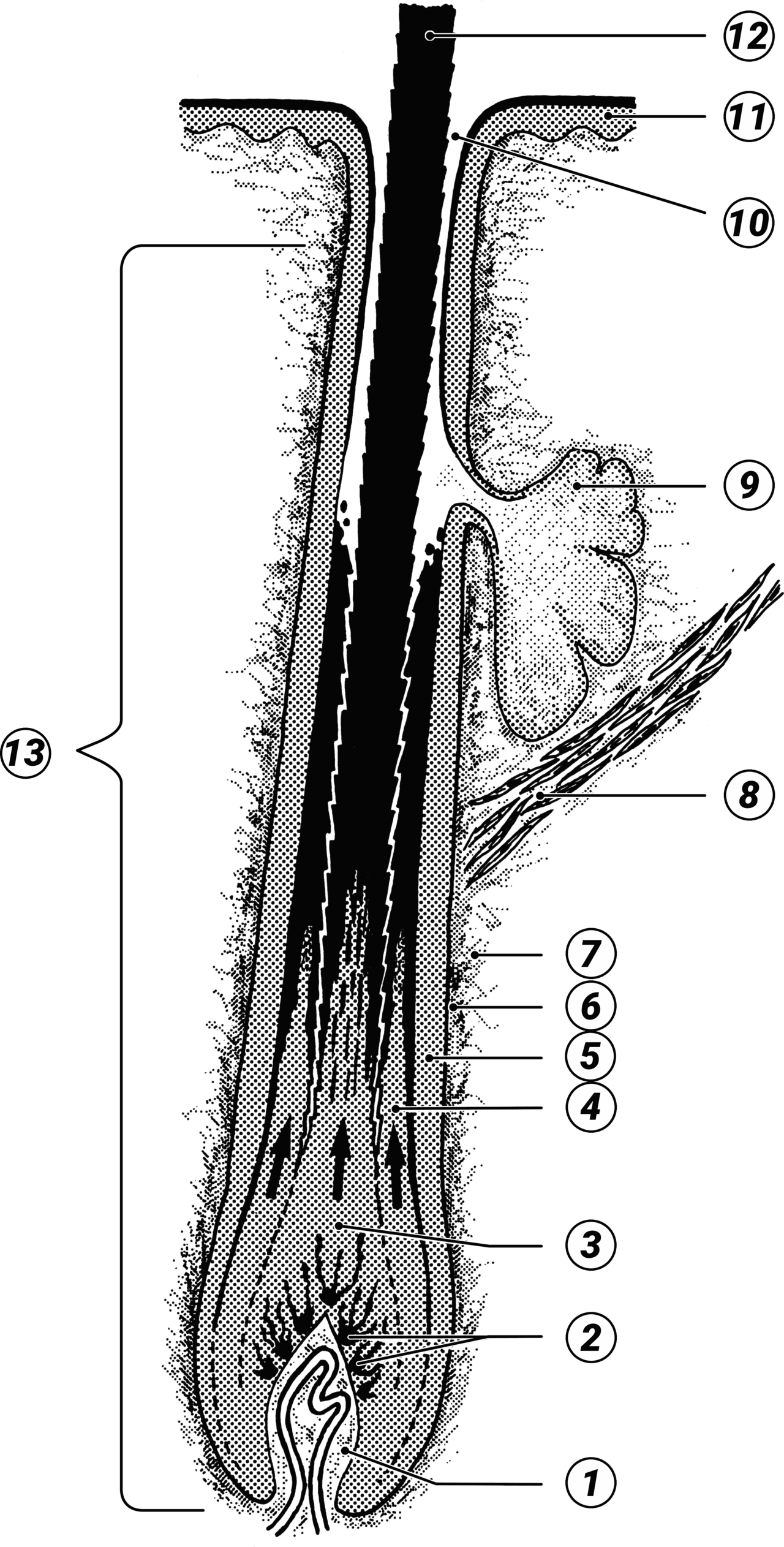 Reactivating Dormant Follicles: PP405's Promising Phase 2a Results and the Road to Phase 3
