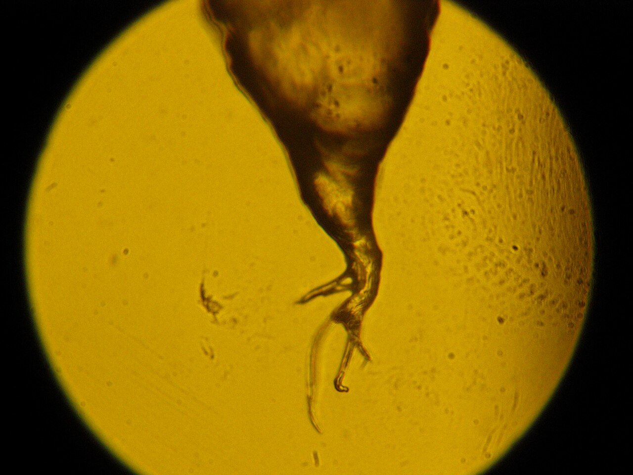 A human black hair root in light microscope.