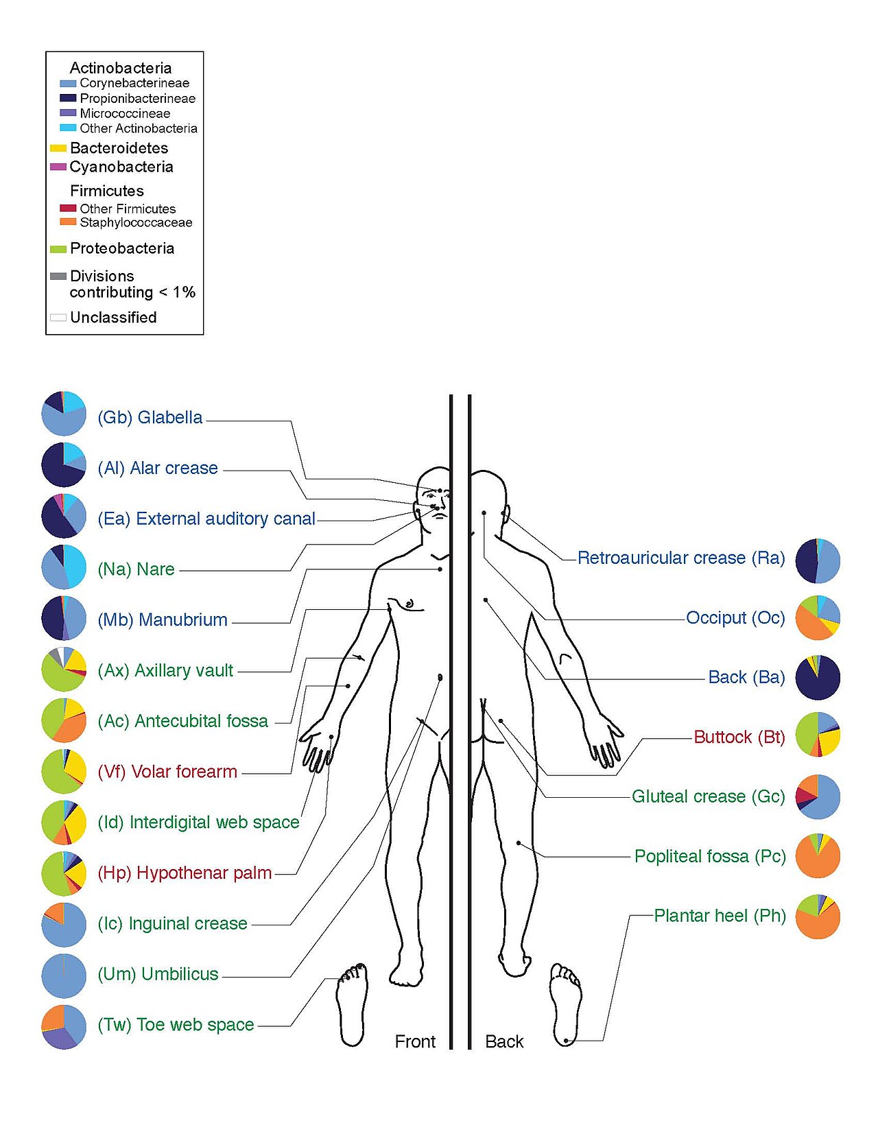 Scalp microbiome transplants — experimental but promising early data