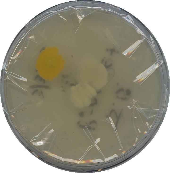 Beef broth agar petri dish culture of bacteria from my wristband, after 32 days.