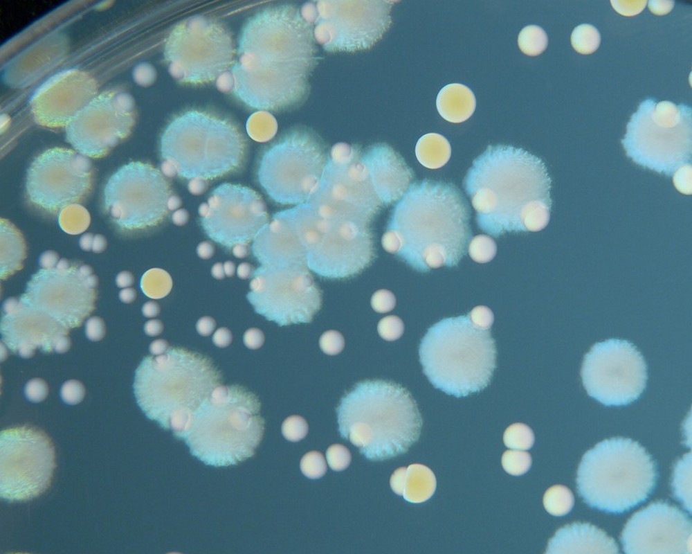 Pseudomonas aeruginosa, Enterococcus faecalis and Staphylococcus aureus on Tryptic Soy Agar. Cultivation 24 hours, 37°C.