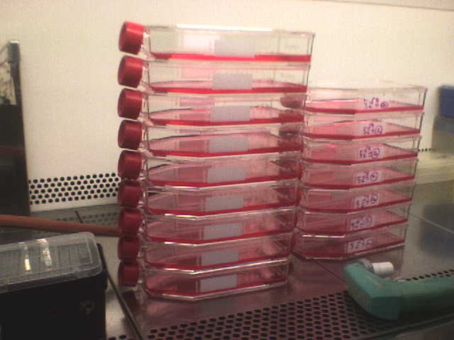 (the red liquid is not blood but the cell culture medium)
