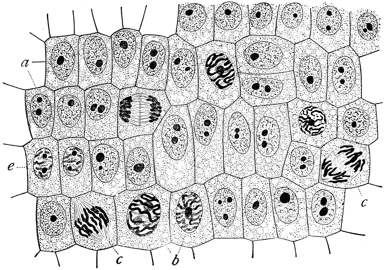 Original figure legend: "General view of cells in the growing root-tip of the onion, from a longitudinal section, enlarged 800 diameters. a . non-dividing cells, with chromatin-network and deeply stained nucleoli; b . nuclei preparing for d