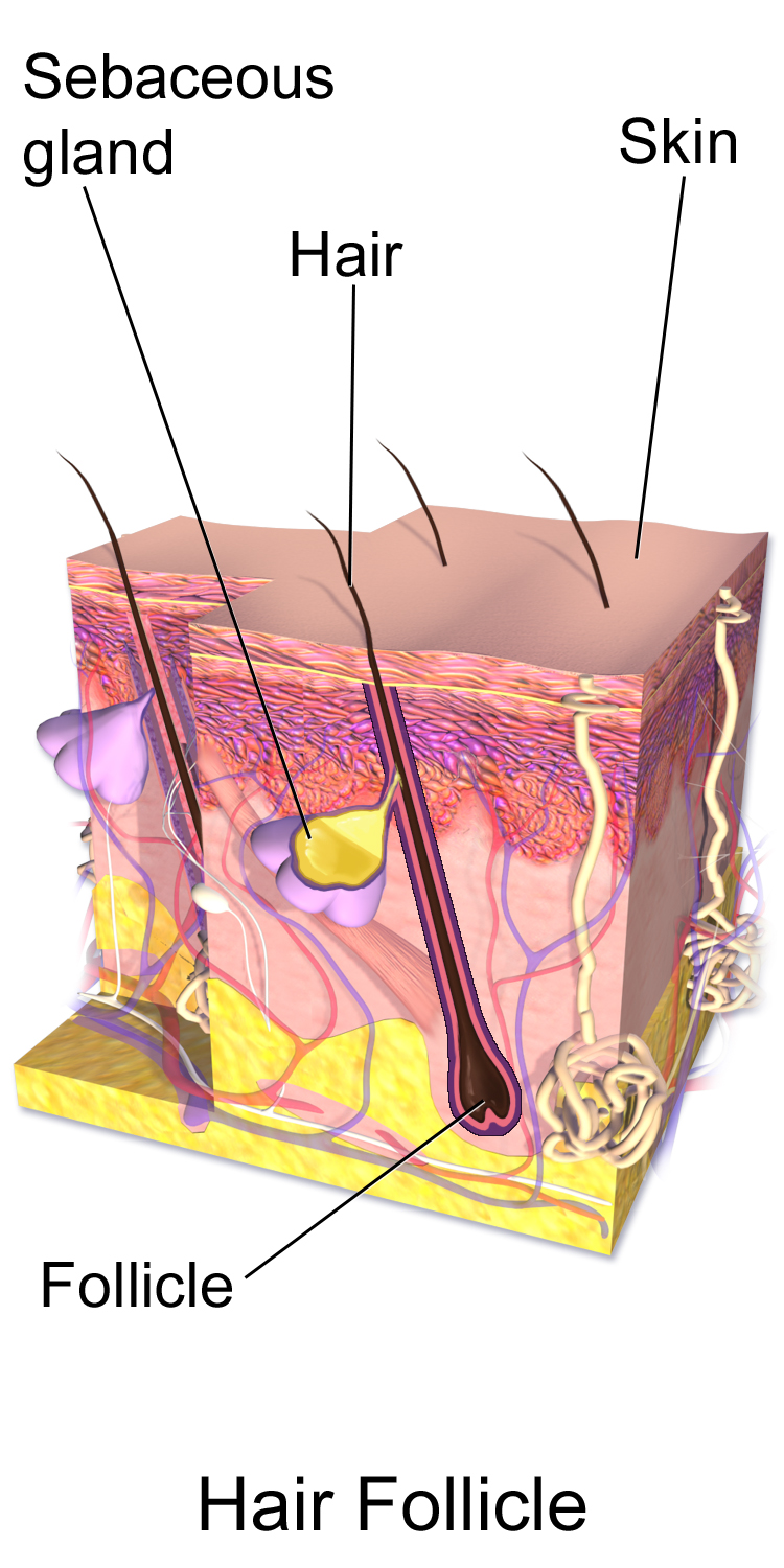 The Androgen Blocker CB-03-01: Unpacking Real-World Results for Hair Loss Treatment