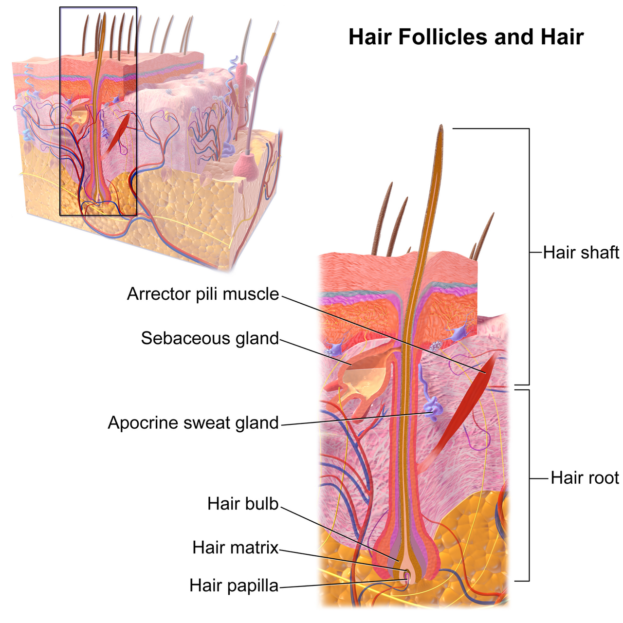 Hair Follicle and Hair. See a full animation of this medical topic.